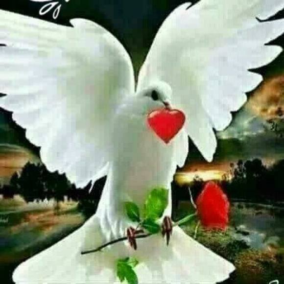 jimale_abdi